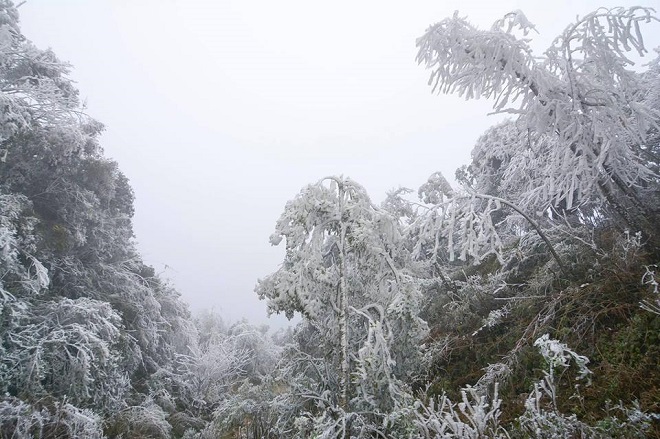 Rét khủng khiếp, cây cối hóa đá trên đỉnh Mù Cang Chải